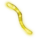 Glow Worm