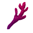 Coral