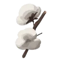 Cotton