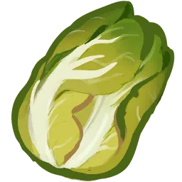 Napa Cabbage