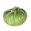 Squash