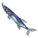 Barracuda