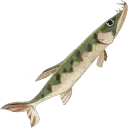 Alligator Gar