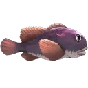 Blobfish