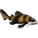 Honey Loach