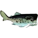 Spotted Bullhead