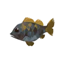 Bahari Bass