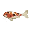 Calico Koi