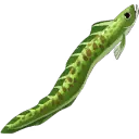 Cactus Moray