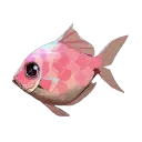 Bahari Bream