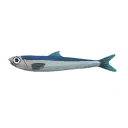 Oily Anchovy