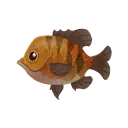 Orange Bluegill