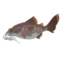 Paddlefish