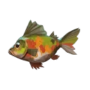 Painted Perch
