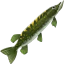 Bahari Pike