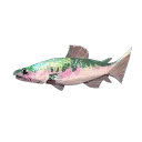 Prism Trout