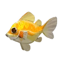 Radiant Sunfish