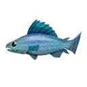 Rainbow Trout