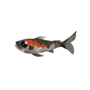 Sardine