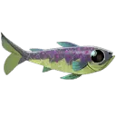 Enchanted Pupfish
