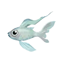 Silvery Minnow