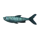 Striped Dace