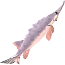 Beluga Sturgeon