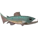 Cutthroat Trout