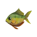 Yellow Perch