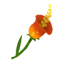 Sundrop Lily
