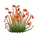 Spice Sprouts