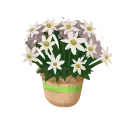 Potted Briar Daisies