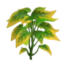 Sweet Leaf