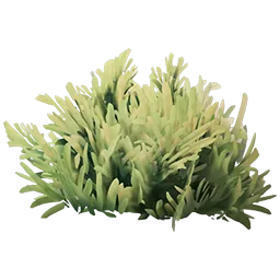 Coastal Bush