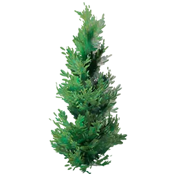 Cypress Tree