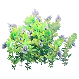 Flowering Black Bush