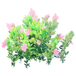 Flowering Pink Bush