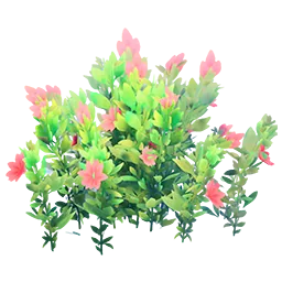 Flowering Red Bush