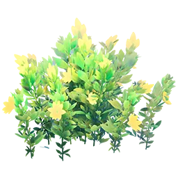 Flowering Yellow Bush