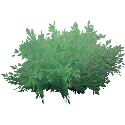 Ancient Bush