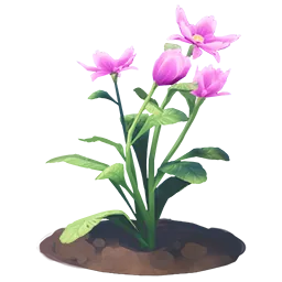 Anemone Flower