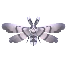 Whispering Widow Moth