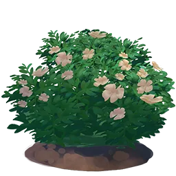 Gardenia Flower