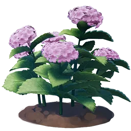 Pink Hydrangea Flower