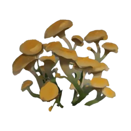Cave Cap Flower