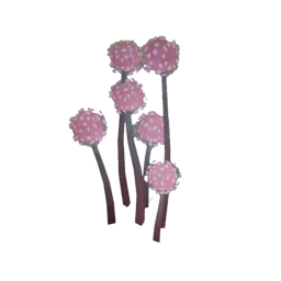 Pinky Pompom Flower