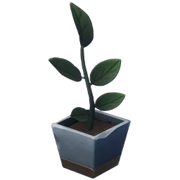 Spa Day Jade Plant
