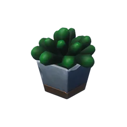Spa Day Potted Moonstone