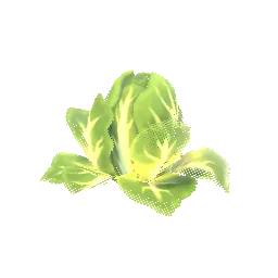 Planterlife Nappa Cabbage