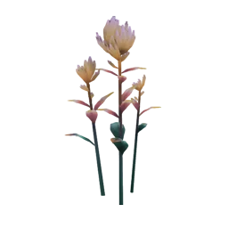 Pale Paintbrush Flower